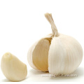 Top Quality New White Garlic Price